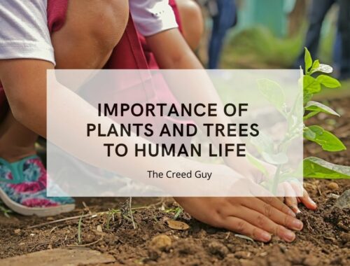 importance of plants and trees to human life