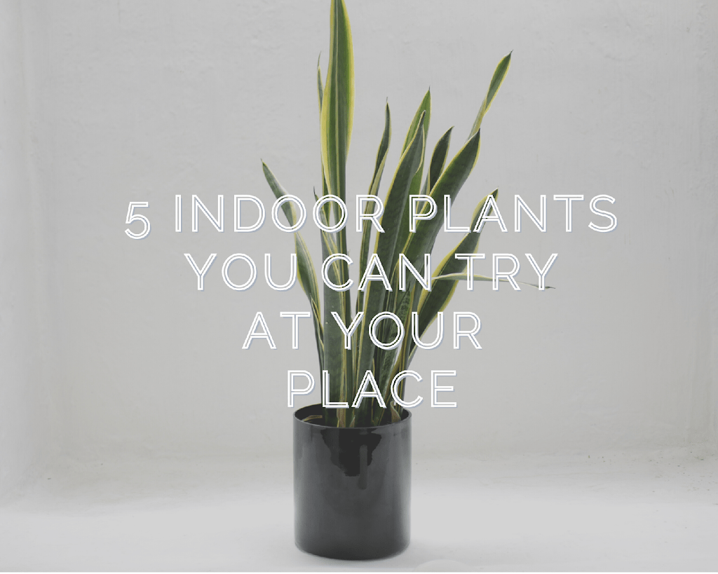 5 indoor plants you can try at your place